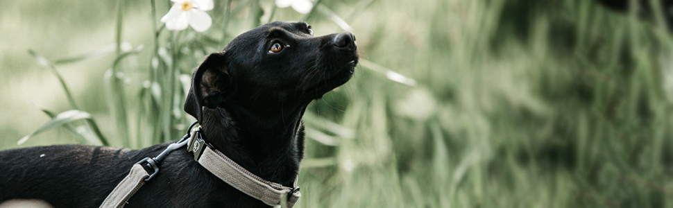 Нашийник для собак Kentucky Dogwear, плетений нейлон, оливковий, розмір S, 42 см