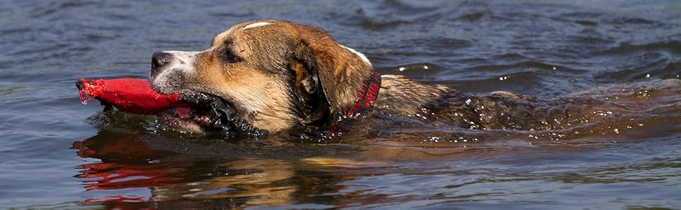 Ленні нашийник для собак Biothane 25 мм, з подвійною пряжкою, персоналізований з іменем/номером телефону, стійкий до бруду та води