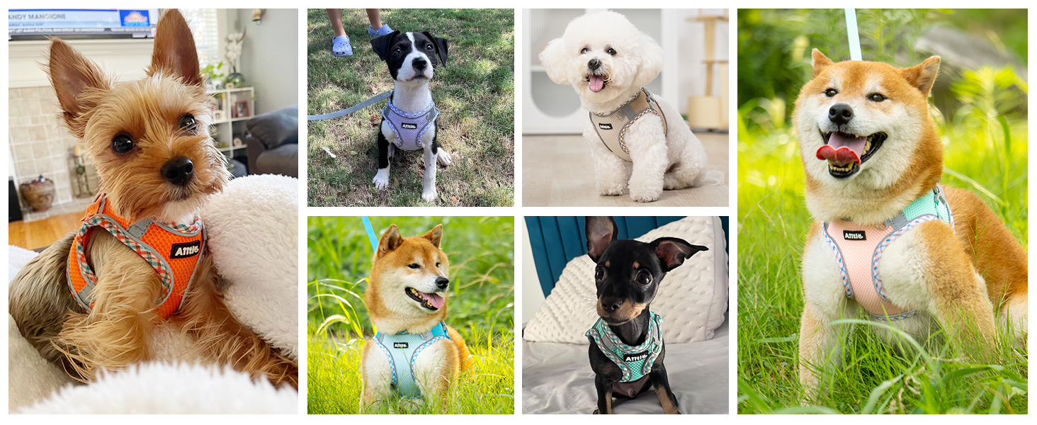 Нашийник та поводок для собак: комплект для прогулянок, нашийник для навчання цуценят, м'який дихаючий аксесуар для домашніх тварин, світловідбиваючі смуги, для дуже маленьких собак та котів, блакитно-рожевий, XXXS