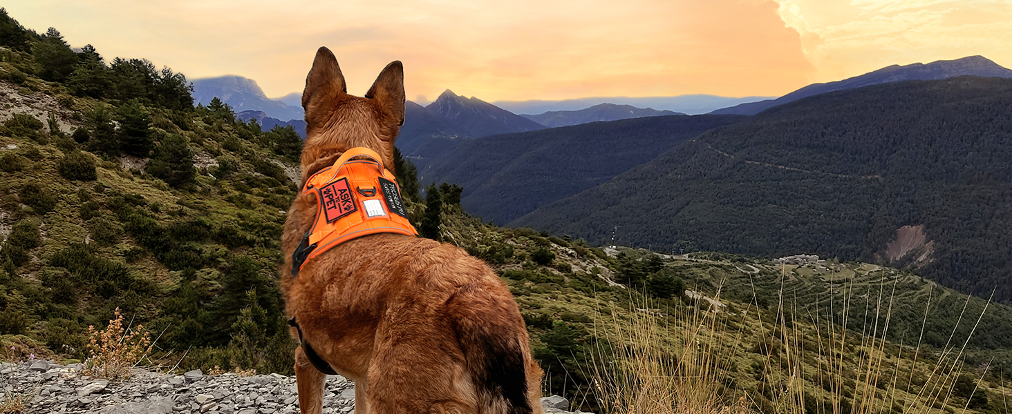 Нашийник для собак Rabbitgoo середнього розміру, анти-тяга, регульований з ручкою, міцний, тактичний, з металевими пряжками, для прогулянок (M, Оранжевий)
