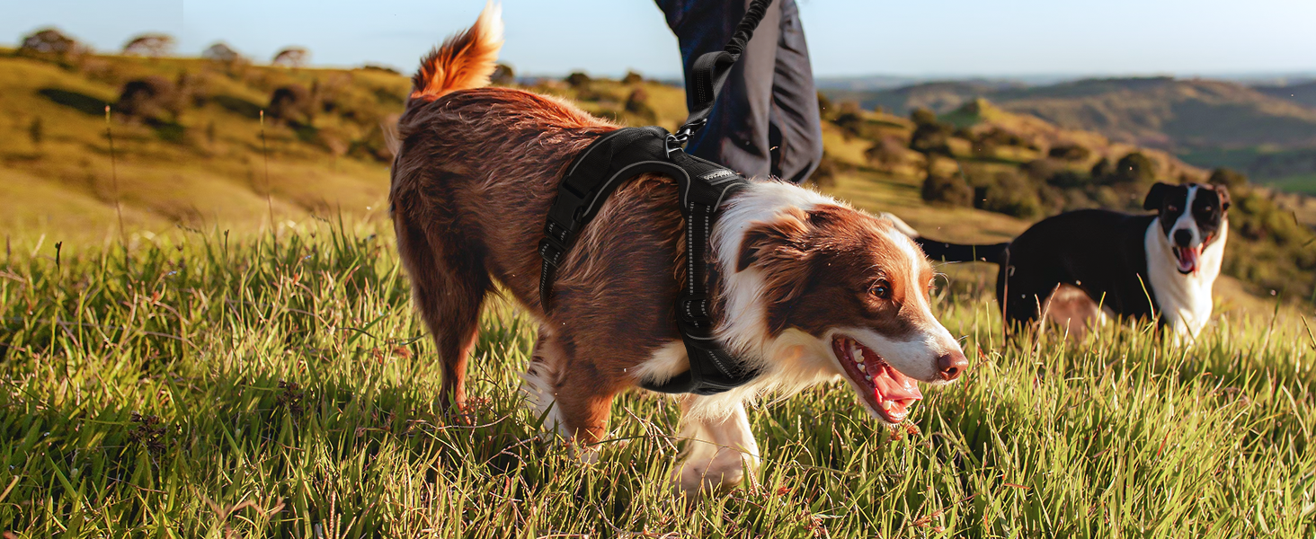 Нашийник для собак Rabbitgoo середнього розміру, анти-тяга, регульований, чорний, S (1 шт.)