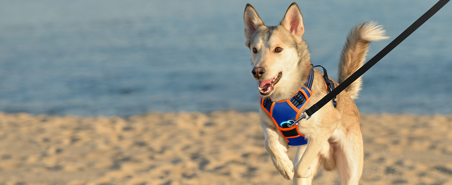 Шлейка для собак Eagloo великих порід, анти-тяга, з світловідбиваючими смугами, регульована, для Лабрадора, розмір L (XS, 1 шт., блакитний & оранжевий)