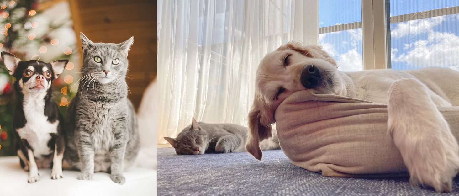 Килимок-ліжко для котів XIAPIA, м'який, 58x20 см, білий, з ортопедичним дном