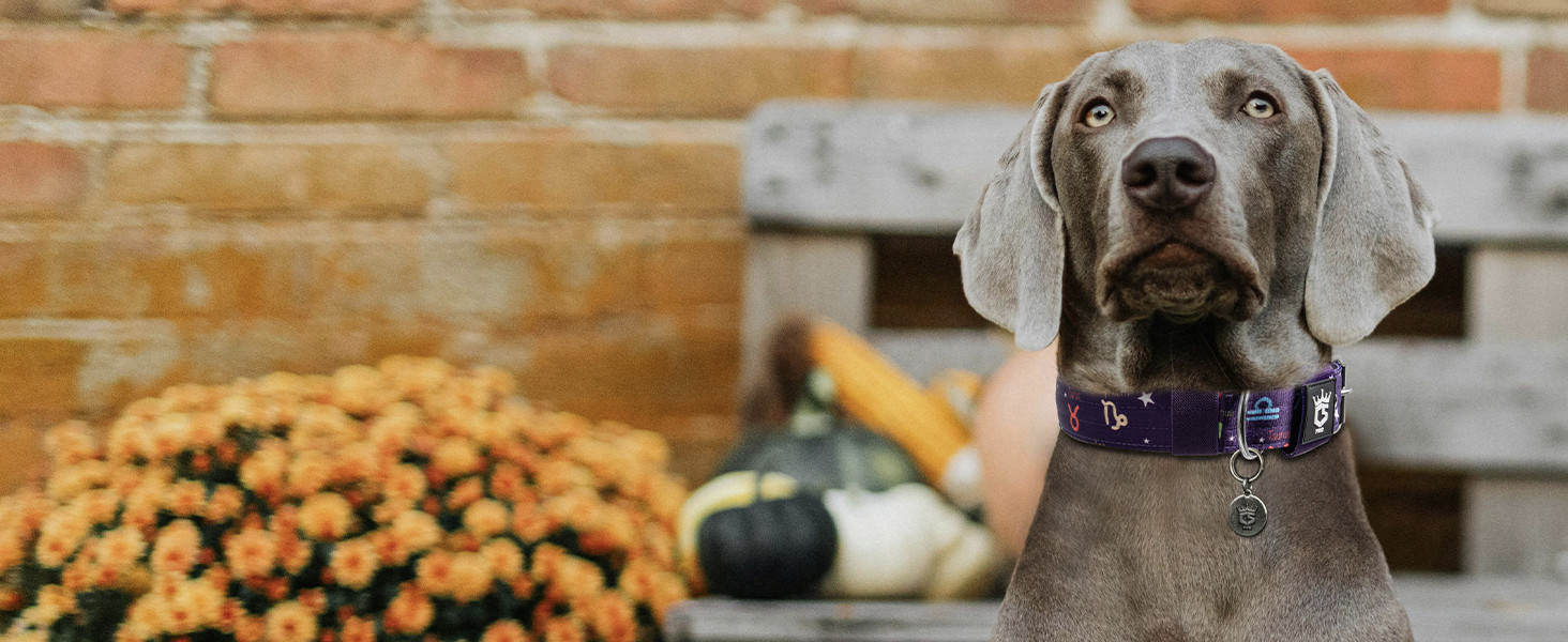 Тактичне нашийник для собак TSPRO, міцний, з металевою застібкою, 3.8 см, регульований, для середніх та великих собак (розмір M, 40-48 см), колір: фіолетовий