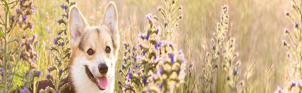 Крісло-лежанка для собак та котів Ferplast SOFA 'CUSHION' - сірий колір, 85 x 62 x 28,5 см