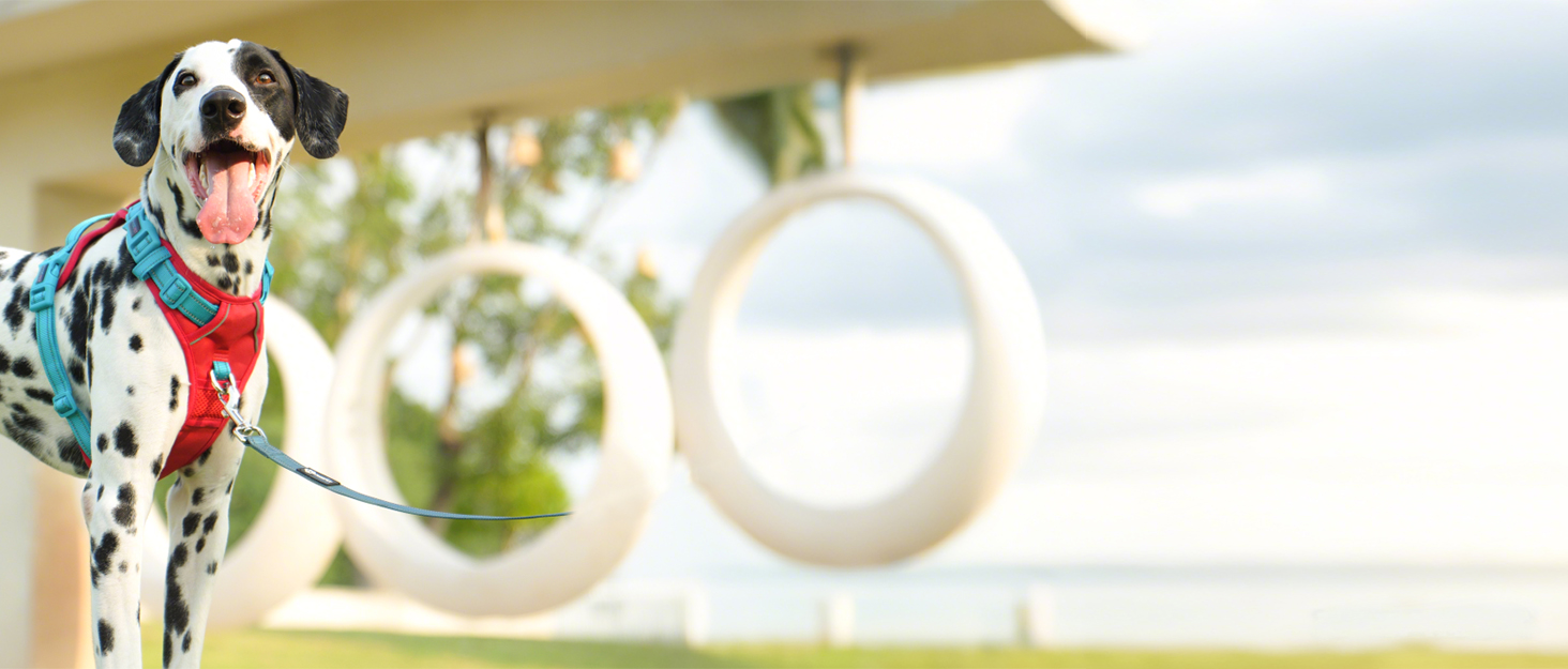 Шлейка для собак PHOEPET без натягу для маленьких собак, світловідбиваюча, регульована, з переднім кріпленням, з ручкою, 2 металеві кільця, 3 пряжки (легко одягати та знімати), чорна, розмір L