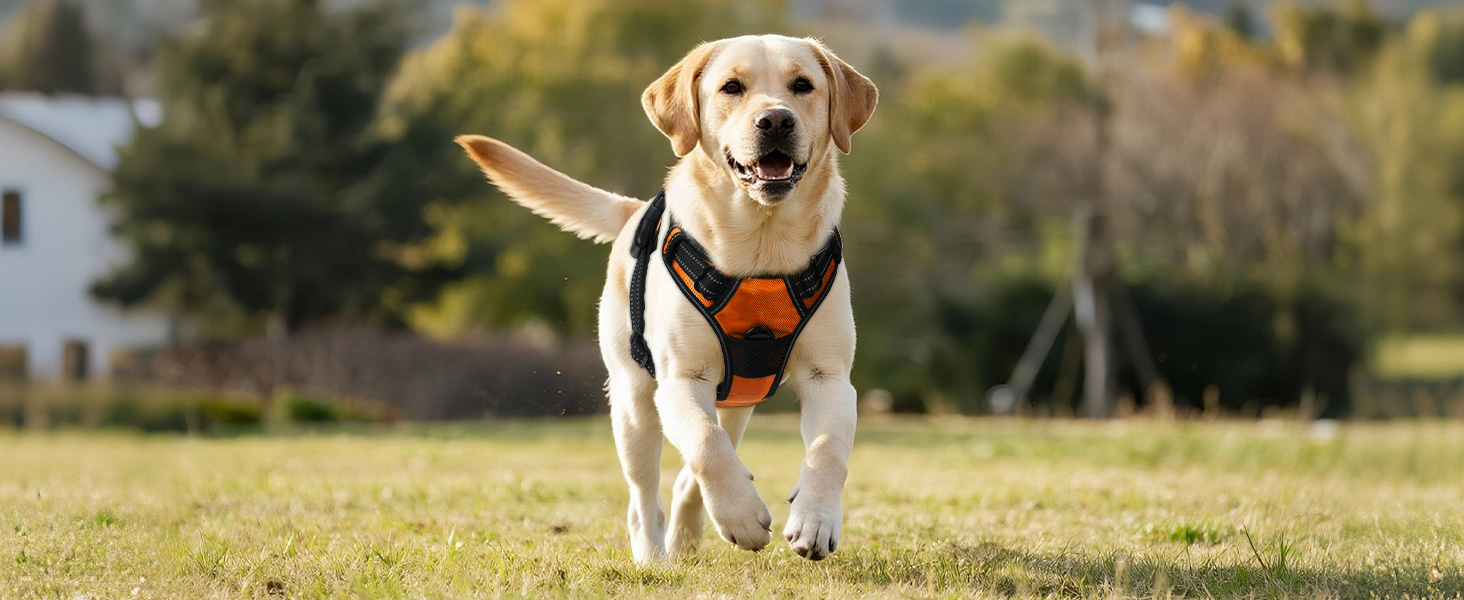 Світловідбиваючий нашийник для собак Joytale з підзарядкою, без натягування, з ручкою, для нічних прогулянок, чорно-синій, M (XL, 1 шт.), помаранчевий