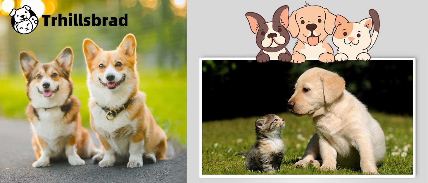 Сходинки для собак: широкі, 4 сходинки, 50 см, для маленьких собак, з високощільним пінопластом, знімний чохол, неслизьке дно, 51x72x41 см