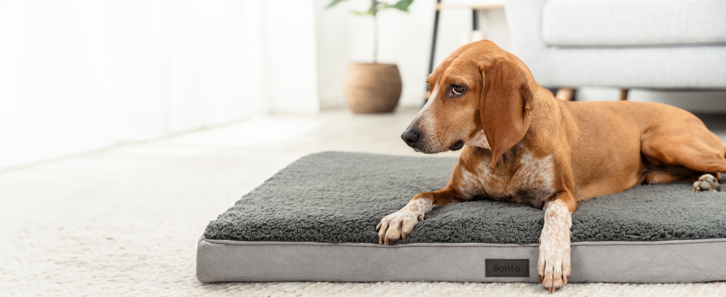 Ортопедичне ліжко для собак Lionto, 60x40x8 см, з м'яким плюшем, знімний та пральний чохол, водовідштовхувальне, для собак та котів, сірого кольору