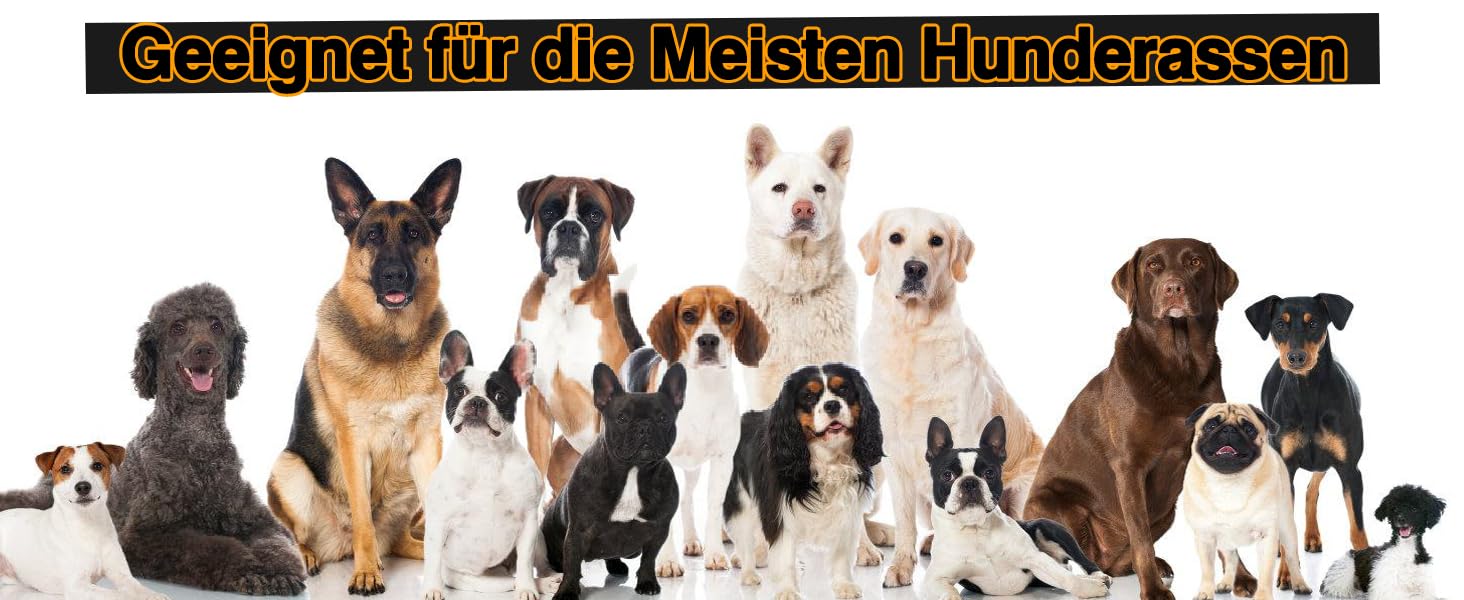 Нашийник для собак Кубинський стиль, нержавіюча сталь, ширина 14 мм, ланцюжок, довжина 26/31/36/41/46/51/56/61 см, золотий, для цуценят, собак маленьких та середніх порід