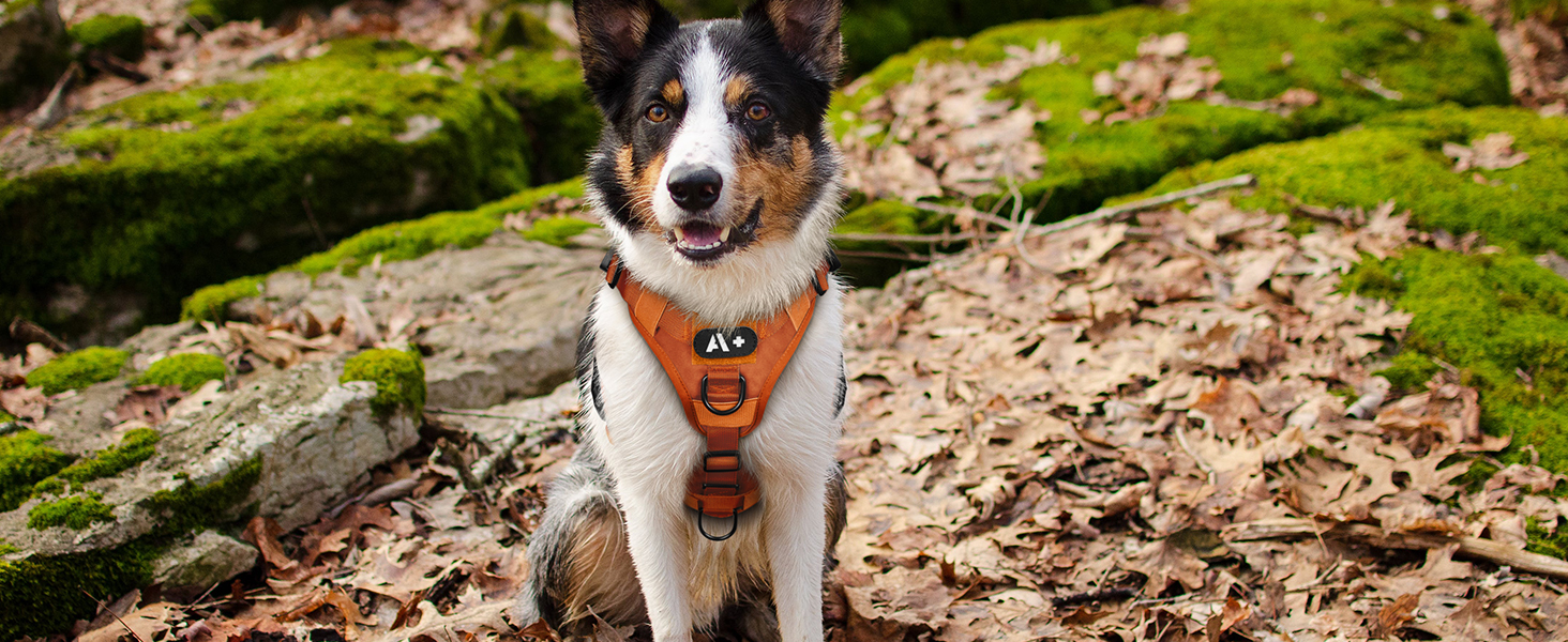 Нагрудник для собак Rabbitgoo великих порід, без натягу, тактичний з MOLLE, металеві пряжки, дихаючий, військовий, регульований, з підкладкою, L (1 шт), помаранчевий