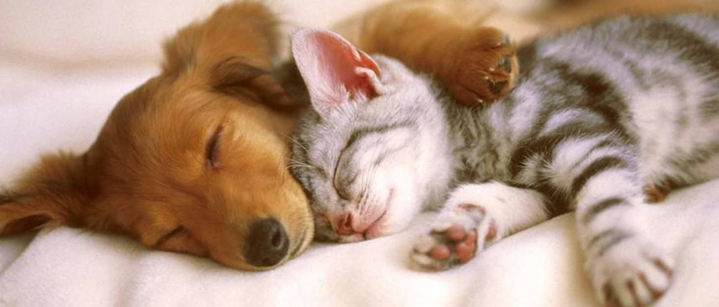 Сумка для ласощів для собак Brifit з магнітною застібкою, для тренувань, з регульованим шнурком, знімною внутрішньою кишенькою та дозатором для пакетів, 4 x 22 x 27 см