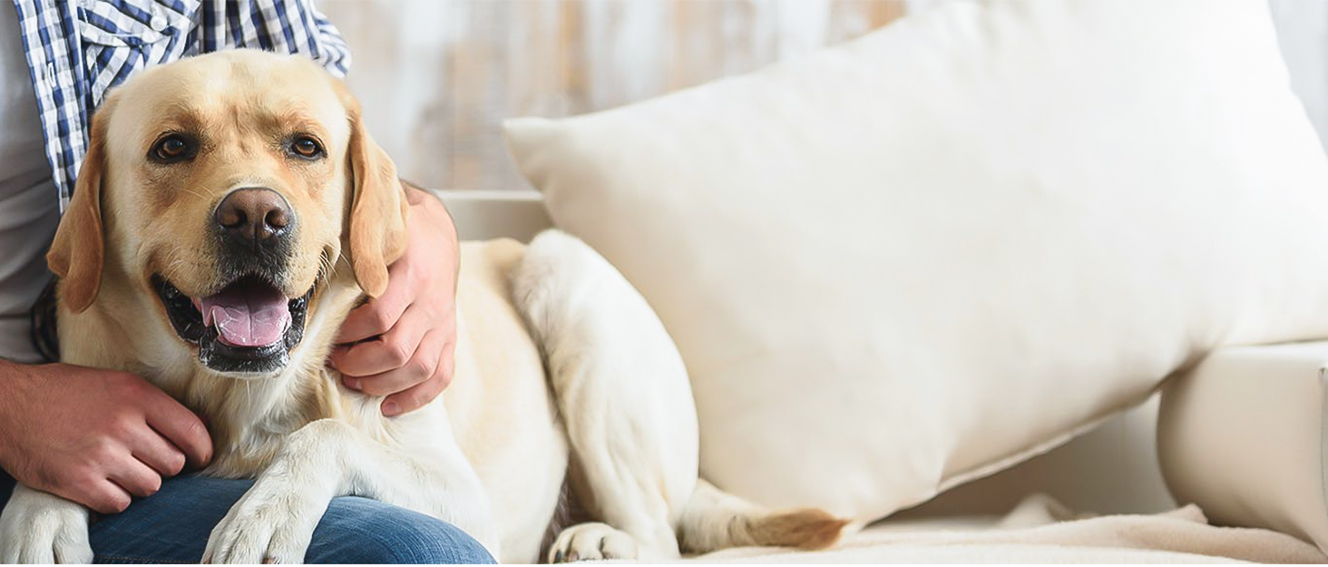 Сумка для собак Teamoy: переносна сумка для корму, ласощів, іграшок та інших речей. Ідеальна для подорожей, кемпінгу та прогулянок (Велика, чорна)