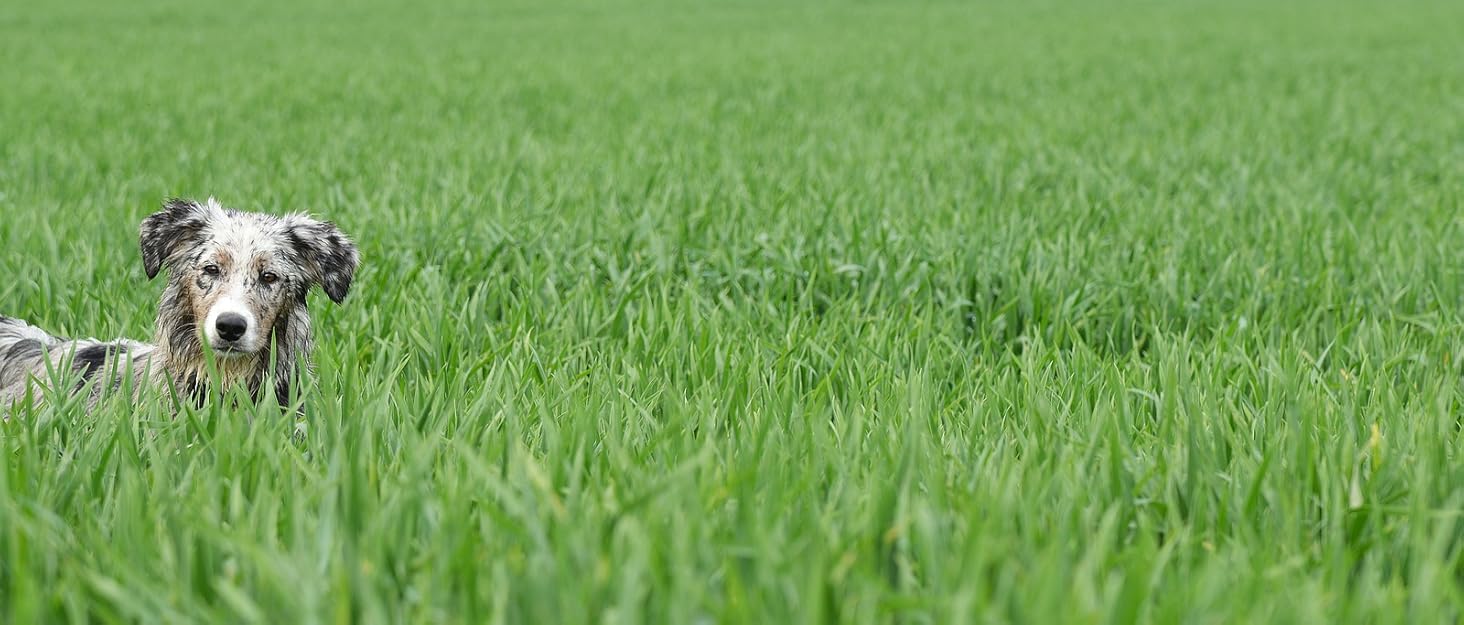 Сумка для собак Ownpets: дорожня сумка з набором аксесуарів (2 контейнери для корму, 2 миски, ремінь) сірого кольору