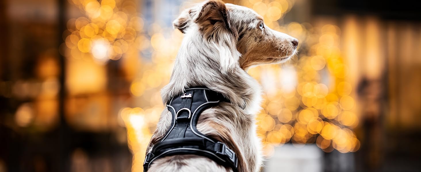 Шлейка для собак Freudentier з м'якою сітчастою підкладкою - максимальний комфорт, надійна фіксація та безпека - анти-тягнучий передній кілечко - нагрудник для великих, середніх та маленьких собак (Помаранчевий, L)