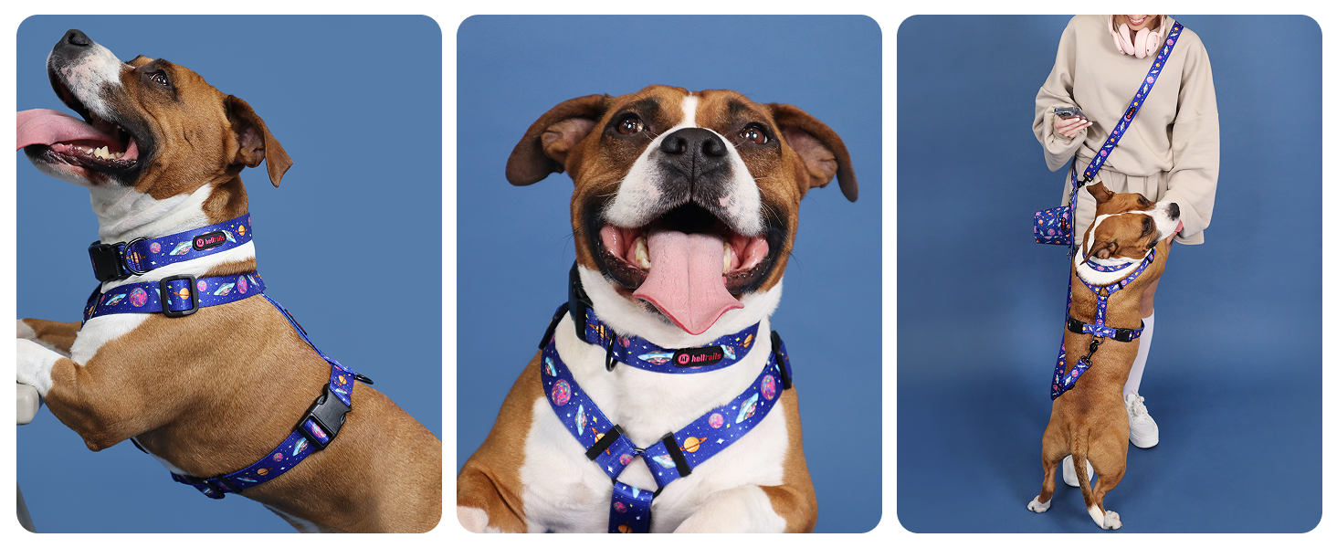 Шлейка для собак середніх порід Champagne Kiss M: регульована, не вбирає вологу, з контролем, легка