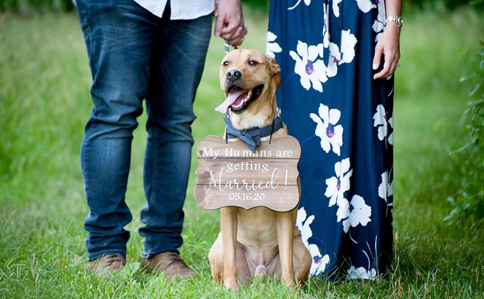 Нашийник для собак Lionet Paws з метеликом, бавовна, металевий замок, XL, 40-66 см, блакитний в клітинку