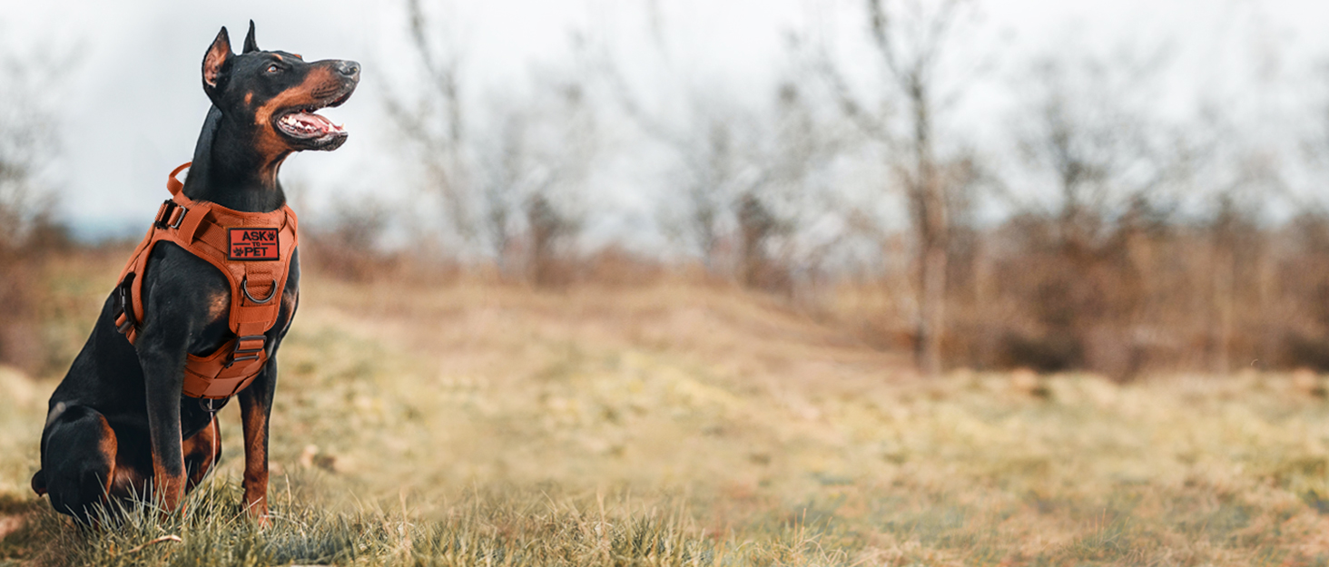 Шлейка для собак Rabbitgoo для великих собак без натягу, тактична, з MOLLE, металеві пряжки, дихаюча, військова, регульована, з підкладкою, L (1 шт., сіра)