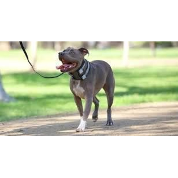 Нашийник для дресирування собак Cesar Millan Pack Leader, середній, синій