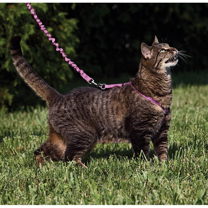 Шлея та еластичний повідець для котів PetSafe Come with Me Kitty, розмір M, червоний/кранбері