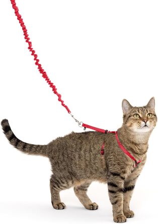 Шлея для кішок PetSafe Come with Me Kitty з еластичним повідцем, розмір M, червоний/клюква