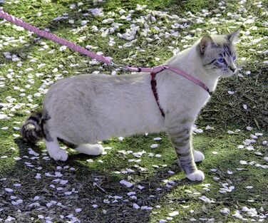 Шлейка з повідцем PetSafe Come with Me Kitty для котів, розмір M, червоно-крімсонова