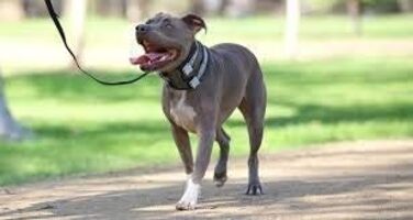 Нашийник для дресирування собак Cesar Millan Pack Leader, середній, синій