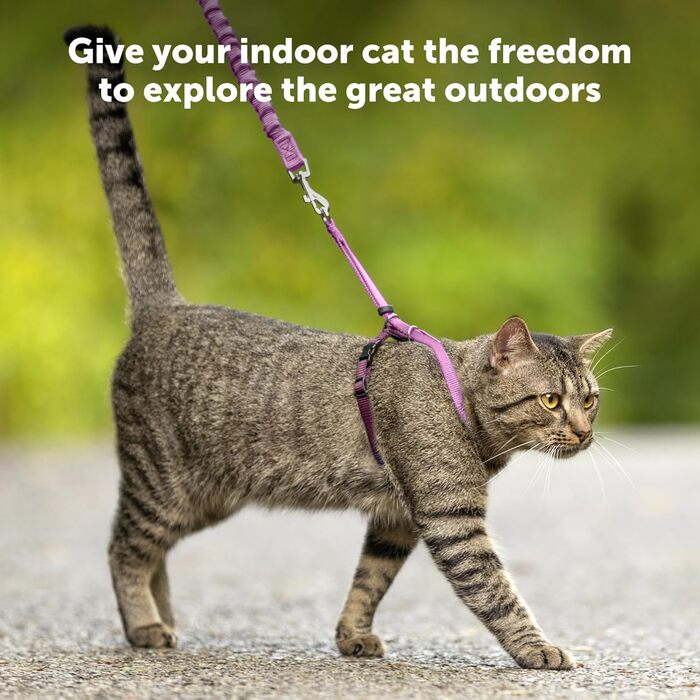Шлея для кішок PetSafe Come with Me Kitty з еластичним повідцем, розмір M, червоний/клюква
