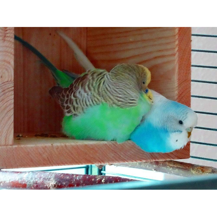 Дерев'яний будиночок для птахів Vogelgaleria® – спальне місце та укриття для хвилястих папуг, неразлучників, корелл, аксесуар для клітки та вольєра
