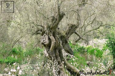 Велика обробна дошка з оливкового дерева, антипасті, сервірувальна, натуральна форма, натуральний край, 65 см