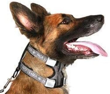 Нашийник для дресирування собак Cesar Millan Pack Leader, середній, синій