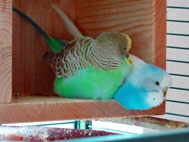 Дерев'яний будиночок для птахів Vogelgaleria® – спальне місце та укриття для хвилястих папуг, неразлучників, корелл, аксесуар для клітки та вольєра