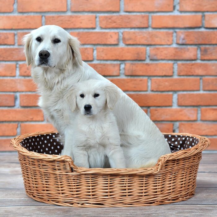 Плетений кошик для собак і котів з подушкою, натуральна лоза, 80x60x26 см, лежак для тварин
