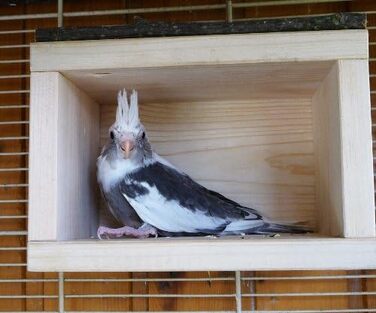 Дерев'яний будиночок для птахів Vogelgaleria® – спальне місце та укриття для хвилястих папуг, неразлучників, корелл, аксесуар для клітки та вольєра