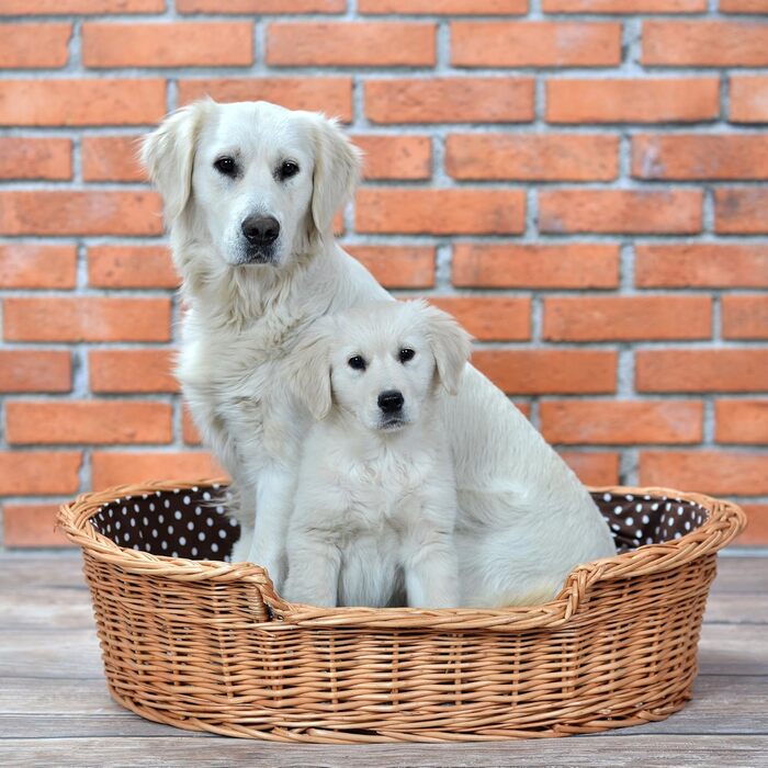 Плетений кошик для собак і котів з подушкою, натуральна лоза, 80x60x26 см, лежак для тварин