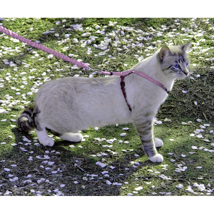 Шлейка з повідцем PetSafe Come with Me Kitty для котів, розмір M, червоно-крімсонова