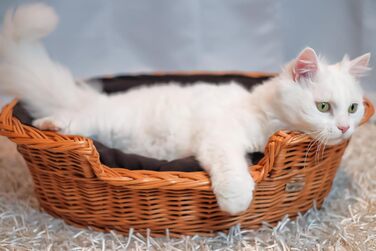 Плетений кошик для собак і котів з подушкою, 60x43x19 см, з лози, лежак для тварин